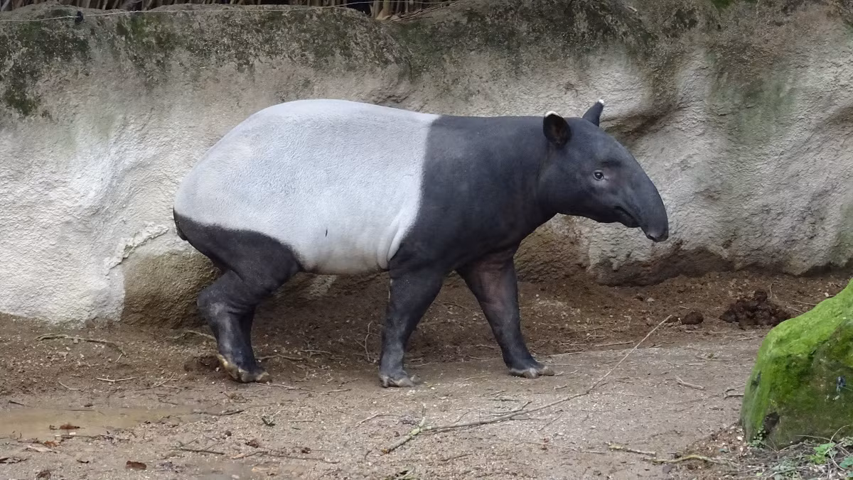 Lợn vòi có một số đặc điểm giống lợn nhà như: cơ thể to lớn, chân ngắn, mắt híp. Những cá thể lợn vòi trưởng thành có thể dài tới 2m, cao 1m và nặng từ 300 - 600 kg.