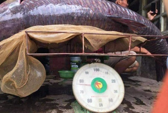 Tương tự, anh Tăng Văn Năm - ngư dân đánh bắt cá trên sông Chảy đoạn gần hồ Thác Bà (xã Phan Thanh, Lục Yên, Yên Bái) bắt được một con cá trắm đen “khủng” nặng 71,5 kg.