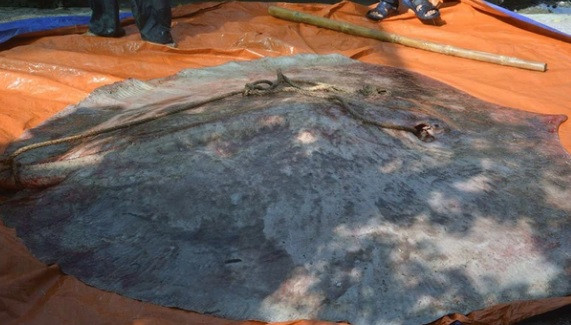 Một ngư dân ở huyện Hồng Ngư, Đồng Tháp đã bắt được một "thủy quái" khổng lồ nặng hơn 220 kg. Nó được xác định là một con cá đuối nước ngọt - một trong những loài cá nước ngọt lớn nhất thế giới.