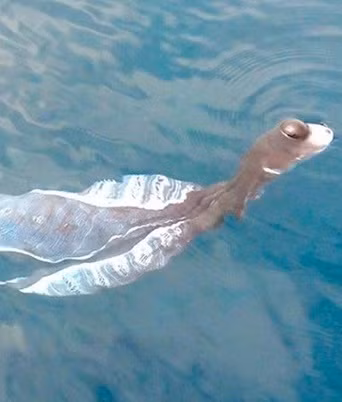 Vào ngày 1/10/2019, một nhóm lặn biển phát hiện " thủy quái" khổng lồ ngoi lên trên mặt biển, gần đảo Phú Quý (Bình Thuận). Theo mô tả của các nhân chứng, sinh vật này dài gần 1m, đầu giống rùa nhưng có mắt giống viên bi lồi ra ở trên và phần sau như một chiếc áo dài màu trắng (2 cánh).