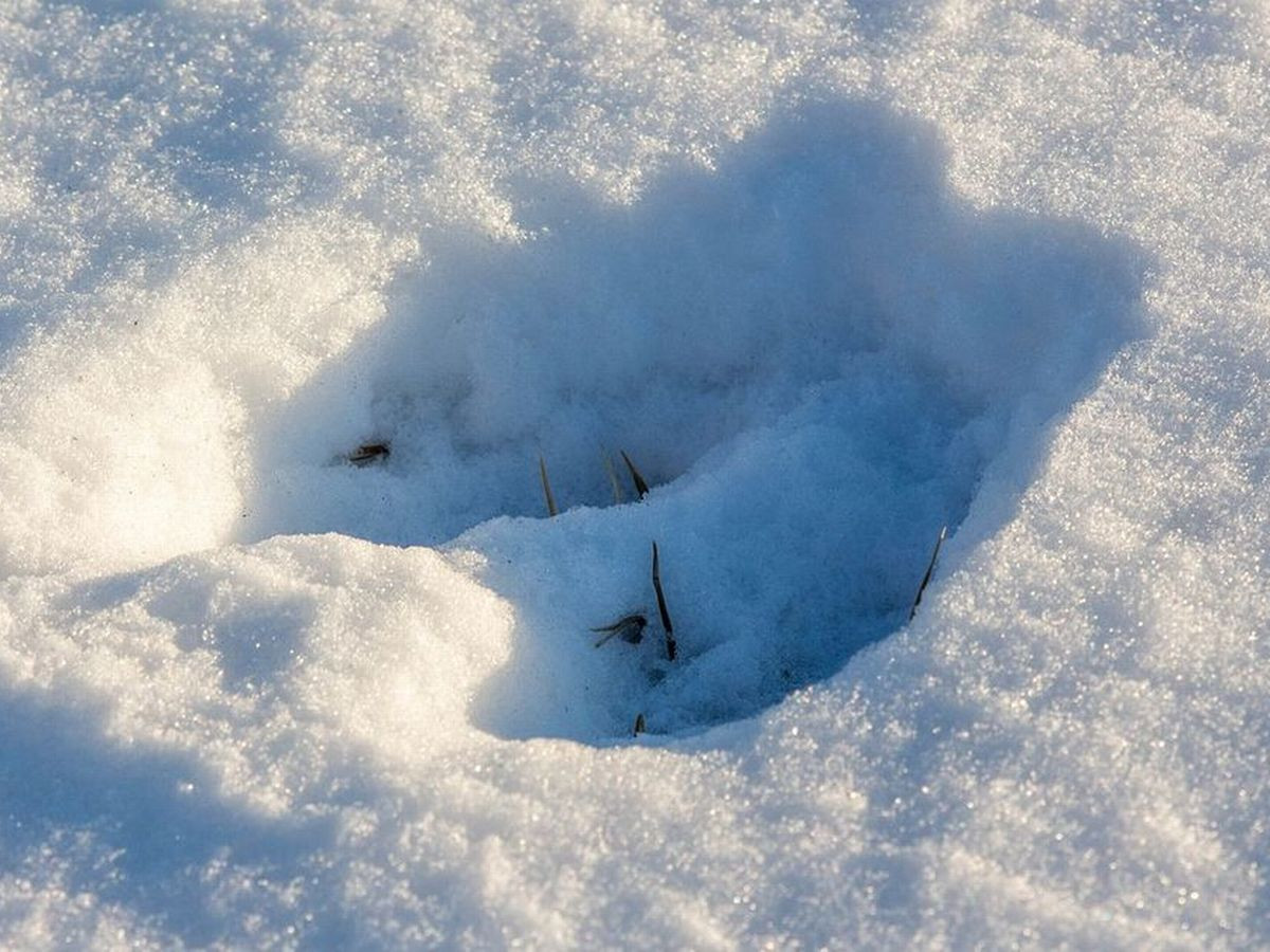 Những dấu chân kỳ lạ này khiến người dân địa phương cho rằng nó thuộc về "quỷ dữ". Bởi lẽ không có động vật nào mà con người từng biết đến có thể để lại nhiều dấu chân kỳ dị như móng của loài lừa ở những vị trí khó leo trèo như tường, mái nhà.