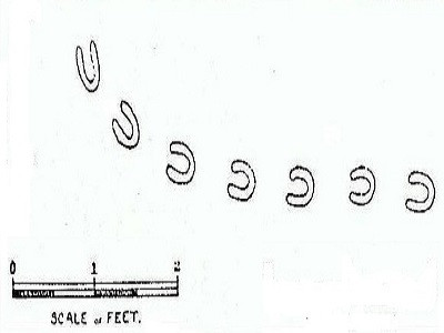 Trước sự việc kỳ lạ này, một số nhà điều tra đã nỗ lực tìm kiếm các manh mối để lý giải sự việc gì đang diễn ra ở Devon. Thế nhưng, mọi nỗ lực của họ đều không có kết quả khả quan.