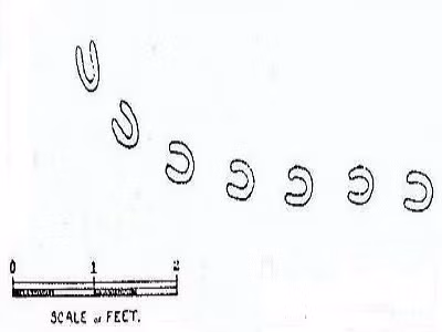 Trước sự việc kỳ lạ này, một số nhà điều tra đã nỗ lực tìm kiếm các manh mối để lý giải sự việc gì đang diễn ra ở Devon. Thế nhưng, mọi nỗ lực của họ đều không có kết quả khả quan.