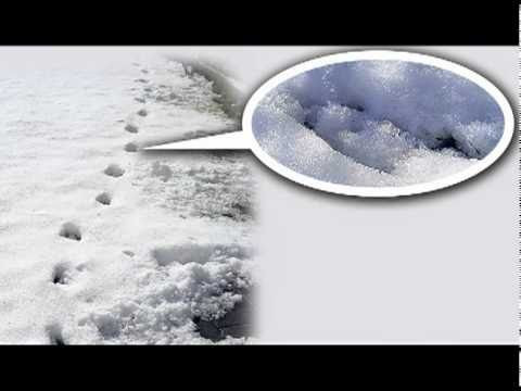 Không những vậy, sinh vật bí ẩn này không bước chân phải và trái nối tiếp nhau như cách mọi loài động vật bước đi.