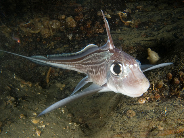 Thời gian lưu trữ tinh trùng của cá mập ma cái có thể lên tới 3 năm.