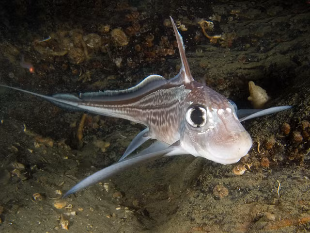 Thời gian lưu trữ tinh trùng của cá mập ma cái có thể lên tới 3 năm.