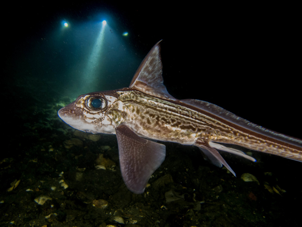 Trong khi đó, cá mập ma cái sở hữu 2 tử cung, 2 buồng trứng và 2 ống dẫn trứng. Những con cái có khả năng lưu trữ tinh trùng của con đực sau khi giao phối để dùng dần.