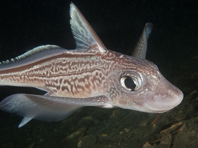 Cá mập ma nhai các loại thức ăn như nhuyễn thể, sâu bọ bằng răng giả bị khoáng hóa.