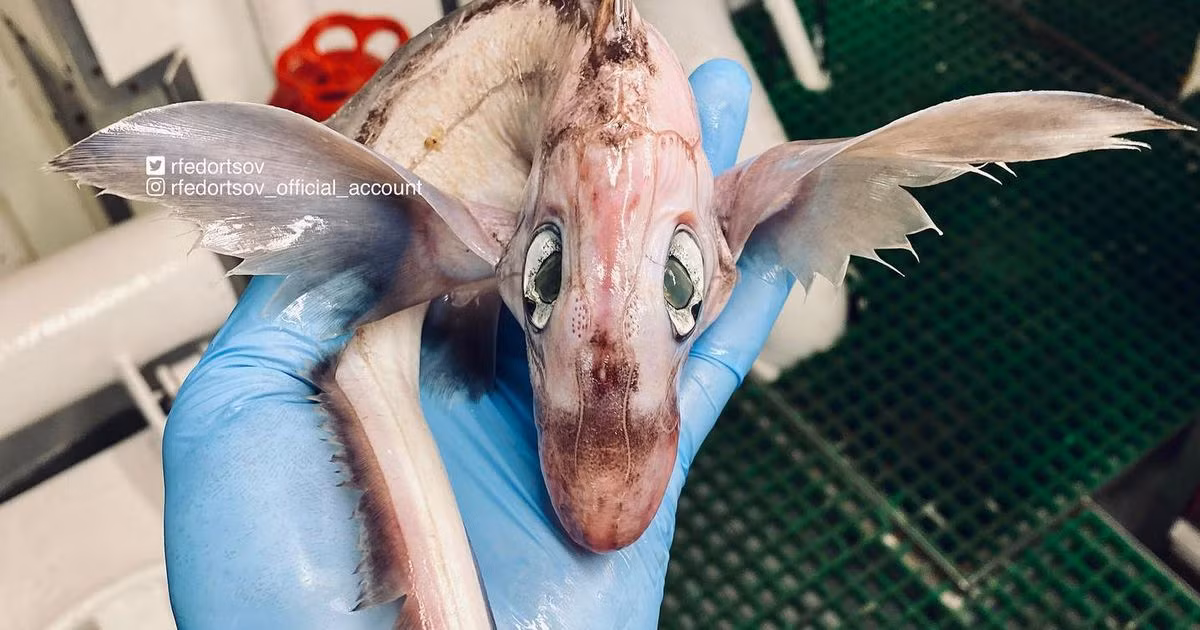 Nhiều người không khỏi bất ngờ khi nhìn thấy con cá có màu trắng, mắt xanh trũng sâu, đuôi giống như cánh cụp và vây giống như cánh dơi.