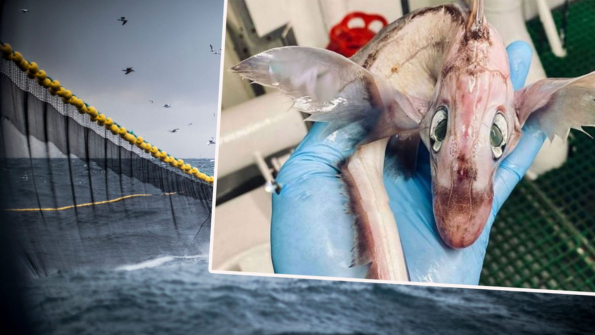 Những đặc điểm hình dáng kỳ lạ này khiến nhiều người thắc mắc đó là loài cá nào.