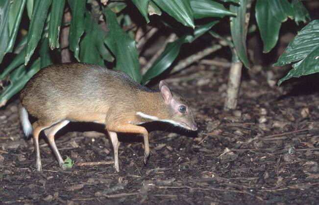 Cheo cheo Nam Dương có thể xuất hiện cả ban ngày lẫn ban đêm.