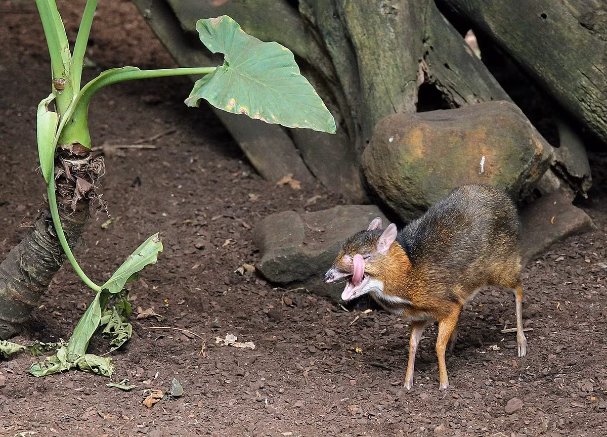 Cheo cheo Nam Dương có tên gọi khoa học là Tragulus javanicus. Chúng là một loài động vật có vú thuộc họ cheo cheo, bộ ngón chẵn. Đây còn là loài thú móng guốc cổ nhất, hiếm, chỉ còn tồn tại ở các khu rừng nhiệt đới Đông Nam Á.