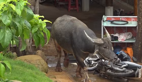  Chạy khỏi lò mổ, trâu húc 5 người bị thương: Sáng 15/7, do nhốt không cẩn thận, con trâu của một chủ lò mổ tại xã Tân Lợi, huyện Hớn Quản, tỉnh Bình Phước đã sổng chuồng, tháo chạy ra ngoài đường hướng về thị xã Bình Long. Trên đường di chuyển, con trâu này đã húc 5 người đi đường bị thương và làm hỏng hàng rào, cửa, xe gắn máy của một số hộ dân trên địa bàn thị xã Bình Long.