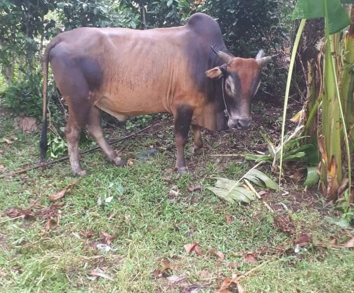  Người phụ nữ bị bò húc chết thương tâm: Sáng 7/9/2020, bà Nguyễn Thị Hương và bà Phạm Thị Tịnh đến nhà bà Phạm Thị V. (trú xã Liên Trạch, huyện Bố Trạch, tỉnh Quảng Bình ) để mời đám cưới thì phát hiện bà V. đã tử vong trong tư thế nằm sấp bất tỉnh, mặt mũi, thân hình có nhiều vết bầm tím. Tại đây lực lượng chức năng phát hiện, tay phải bà V. còn quấn dây thừng dắt bò đực khoảng 3 năm tuổi, mặt mũi, thân hình có nhiều vết bầm tím, nằm sấp cạnh chuồng bò. Cơ quan chức năng xác định, bà V. bị bò húc chết trong lúc dẫn bò vào chuồng trước đó.