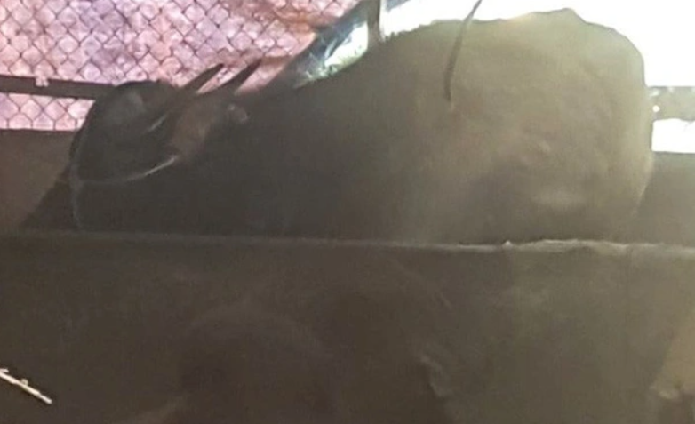  Người đàn ông bị trâu húc tử vong tại nhà: Sáng 8/1/2020, anh Nguyễn Văn Uyên (SN 1975), trú tại thôn Đan Cầu, xã Tân Hương, huyện Ninh Giang, Hải Dương xuống khu vực chuồng bò của gia đình thì phát hiện 1 con trâu lạ lạc vào đàn bò. Khi đuổi con trâu lạ đi chỗ khác, không may anh Uyên bị trâu húc dẫn đến tử vong.