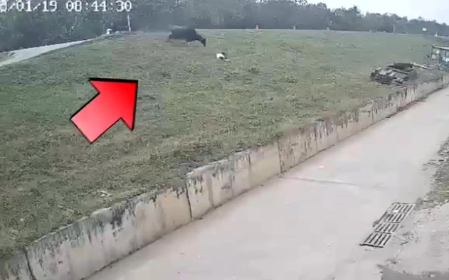  Đang đi đường cô gái bị trâu điên húc vỡ gan: Sáng 19/1, khi chị Đ.T. T (SN 1993, huyện Đông Anh, Hà Nội) đang trên đường từ chợ về, tới đoạn đê gần ngã ba giao giữa thôn Cổ Điển và Yên Hà (xã Hải Bối) bỗng có một con trâu chạy tới lao vào người phụ nữ đi phía trước, nhưng bị trượt và đổi hướng sang chị T. Chị T lúc đó đã định chạy nhưng không kịp, bị trâu húc bất tỉnh dưới thân đê. Khi đưa vào viện, chị T bị vỡ gan.