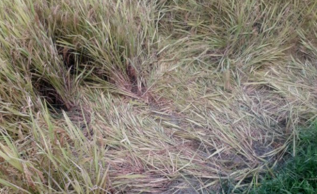  Trên đường đi gặt lúa về, người phụ nữ bị sét đánh tử vong: Khi đang trên đường đi gặt lúa về qua khu vực đồng Trùa Phung, chị Đặng Thị V. (47 tuổi, trú xã Khánh Sơn, huyện Nam Đàn, tỉnh Nghệ An) đã bị sét đánh tử vong, mũ bảo hiểm đội trên đầu bị vỡ. Ngày 18/5, UBND xã Khánh Sơn cho biết, ợ chồng chị V. đã có 4 người con. Kinh tế phụ thuộc vào nông nghiệp.