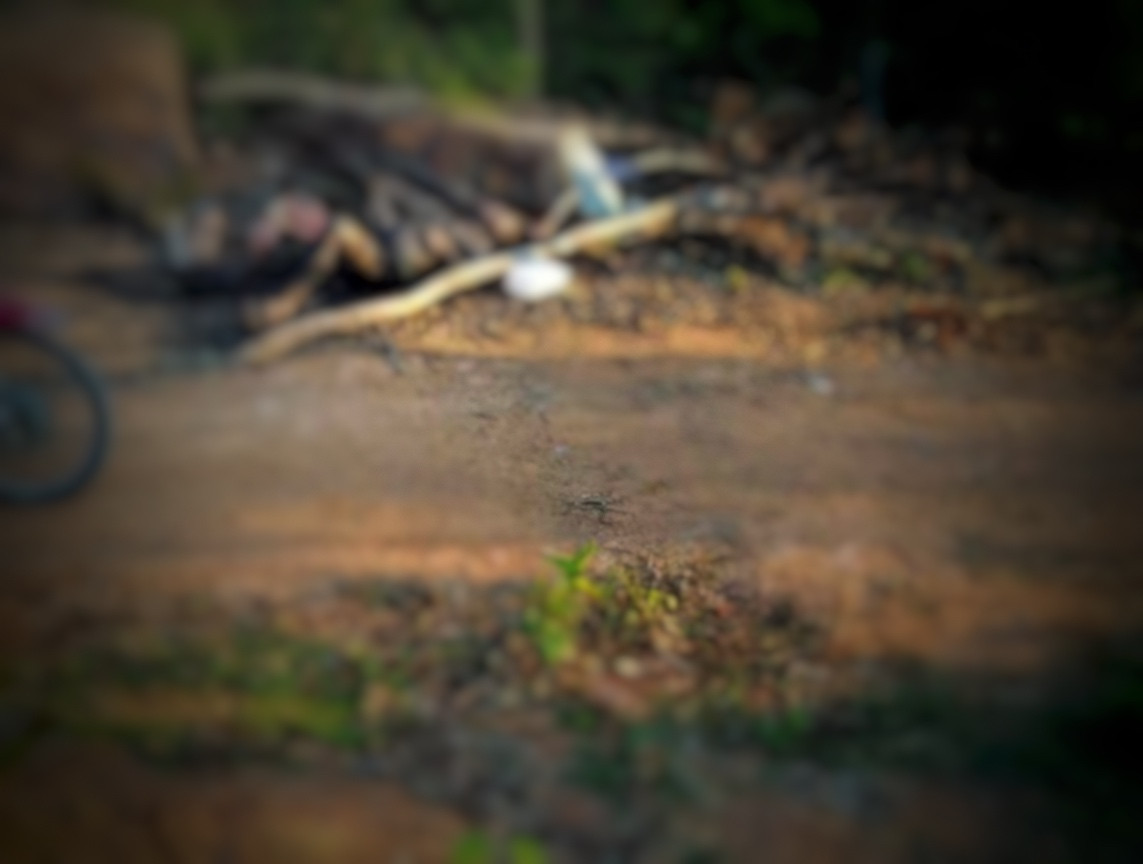  Người đàn ông chết cháy dưới chân núi: Sáng 11/5, người dân thôn Tân Phong (xã Đỉnh Bàn, huyện Thạch Hà) tá hỏa khi phát hiện một thi thể chết cháy ngay tại khu vực chân núi Nam Giới. Danh tính người đàn ông được xác định là ông Trần Văn H. (trú cùng địa phương). Theo người dân cho biết, ông H. thường xuyên vào miền Nam làm việc và vừa về quê vào đầu tháng 3/2021. Người nhà ông H. đang sinh sống tại tỉnh Gia Lai. 