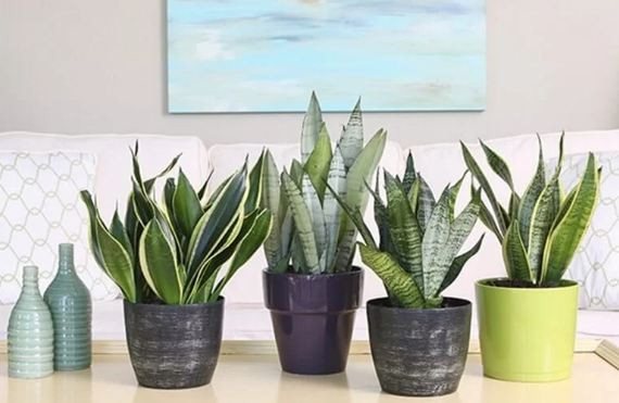 6 loai cay canh ca tuan khong can tuoi nuoc, trong choi cung ra hoa-Hinh-2