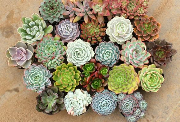 6 loai cay canh ca tuan khong can tuoi nuoc, trong choi cung ra hoa