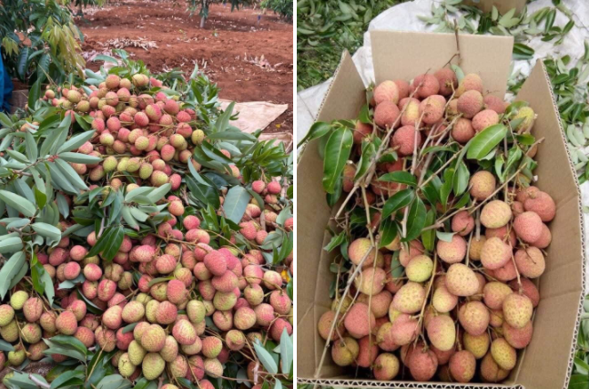 Moi dau mua: Vai u hong, vai lai da rot gia tham-Hinh-2