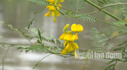 Thuc tu 2 gio sang di “san” san vat mua nuoc noi-Hinh-6