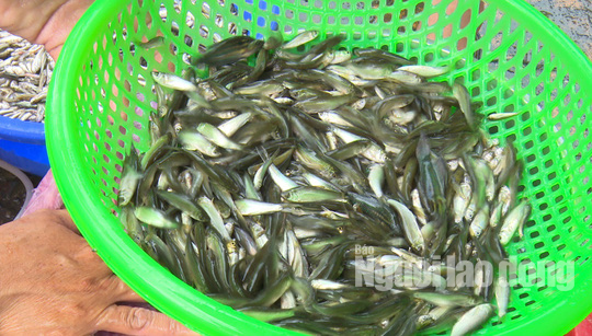 Thuc tu 2 gio sang di “san” san vat mua nuoc noi-Hinh-3