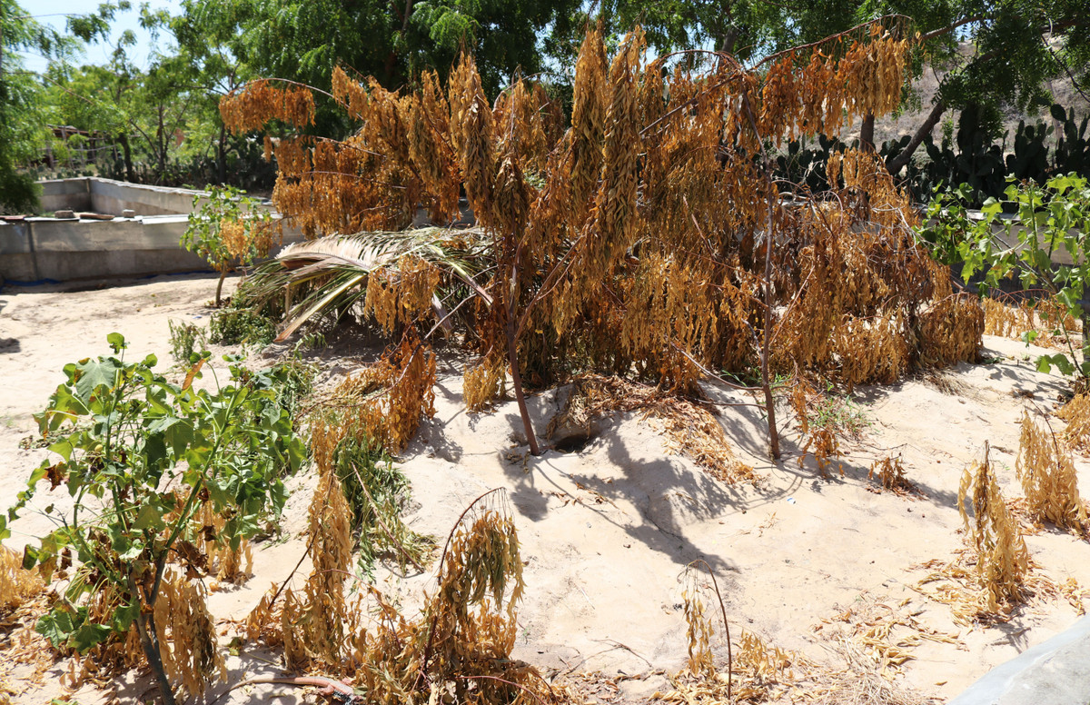 Ve “thu phu” dong giua mien cat trang Ninh Thuan