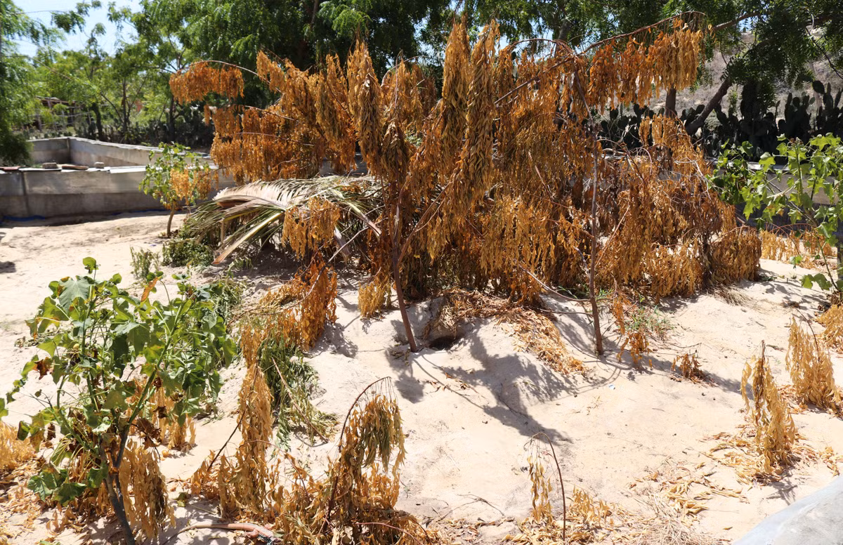 Ve “thu phu” dong giua mien cat trang Ninh Thuan