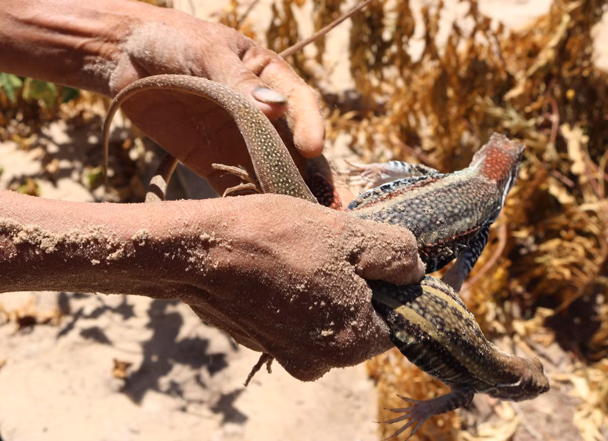 Ve “thu phu” dong giua mien cat trang Ninh Thuan-Hinh-3