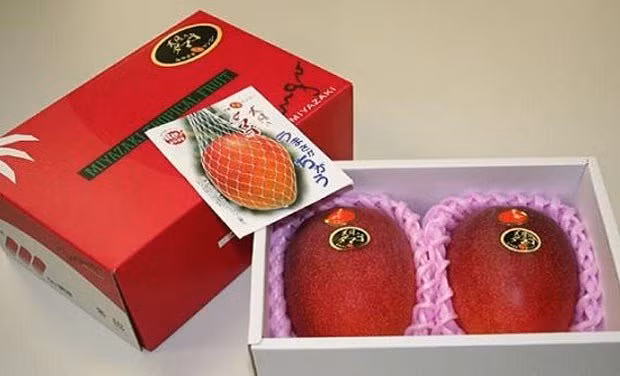 Xoài đỏ được mệnh danh là "trứng của Mặt trời" có giá nhất thế giới