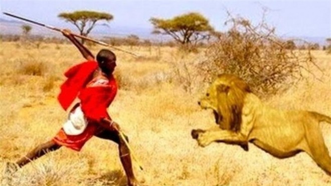 Đấu với sư tử: Hiện tại truyền thống đấu với sư tử của người Masaai ở Kenya và Tanzania đã không còn được duy trì, nhưng trước đó, cách duy nhất để trở thành một người đàn ông thực thụ là đâm chết một con sư tử. Các nam thanh niên sẽ phải làm lễ cắt bao quy đầu, sau đó đi theo nhóm hoặc một mình để săn và giết một con sư tử.