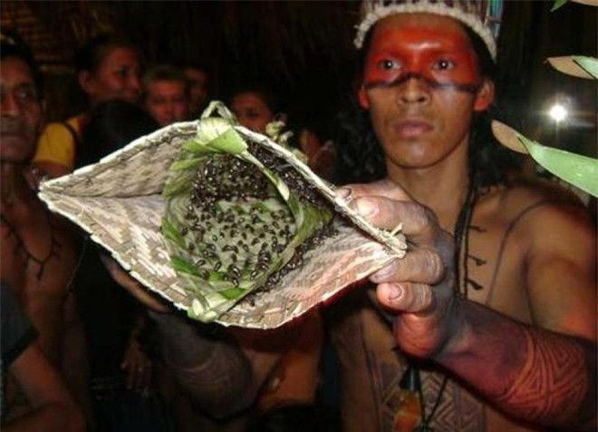 Đeo găng kiến độc: Bộ tộc Satare-Mawe ở vùng Amazon thuộc Brazil gài hàng chục con kiến đầu đạn (loại kiến độc đến mức vết cắn của chúng đau như trúng đạn) vào một găng tay đan từ lá cây. Các thiếu niên phải đeo găng tay này và chịu đựng những vết cắn trong suốt 10 phút, lặp lại 19 lần nếu muốn được công nhận là người trưởng thành. Thường thì cơn đau sẽ kéo dài nhiều tháng sau khi nghi lễ hoàn tất.