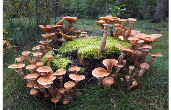 12 su that dien ro nhat tung xay ra trong lich su nhan loai-Hinh-9