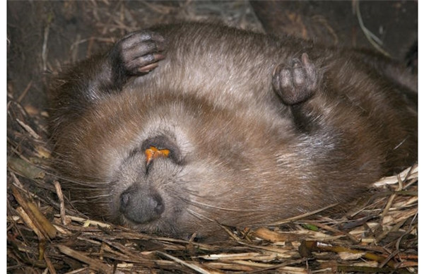 12 sự thật điên rồ nhất từng xảy ra trong lịch sử nhân loại - Hình 11 12 su that dien ro nhat tung xay ra trong lich su nhan loai-Hinh-11