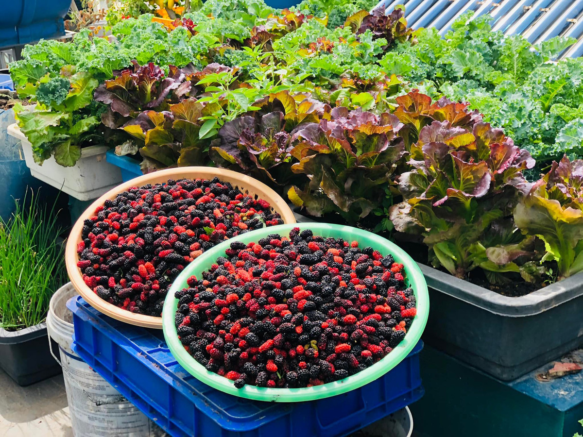 Những hình ảnh về khu vườn sân thượng của chị Lê Thị Loan (42 tuổi, ở Đà Nẵng) đã khiến nhiều người trầm trồ. Được biết chị có ý định trồng rau xuất phát từ việc mong muốn chăm lo cho sức khỏe của mọi người trong gia đình. Về sau, càng trồng chị càng cảm thấy thích thú.