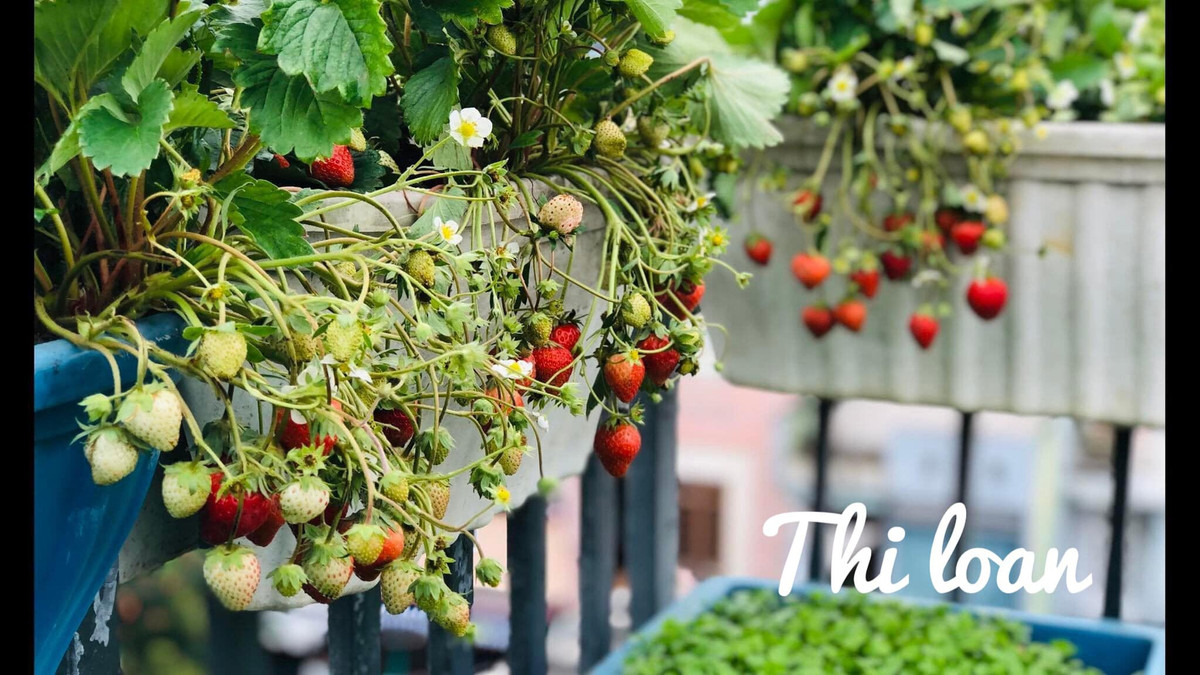 Làm vườn không chỉ giúp chị vận động nhiều hơn, thư giãn hơn mà còn được tận hưởng niềm vui khi tự tay mình trồng những chậu cây quả đẹp.