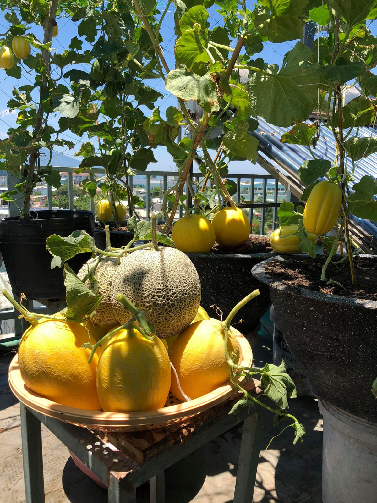 Chị Loan cũng chia sẻ thêm, chị luôn ưu tiên trồng rau theo mùa, mùa nào thức nấy. Mùa hè nhiều nắng, chị chủ yếu trồng các loại dưa. Đến khi trời trở lạnh chị chuyển sang chinh phục các giống cây như cà chua, dâu tây, xà lách, cải kale,...