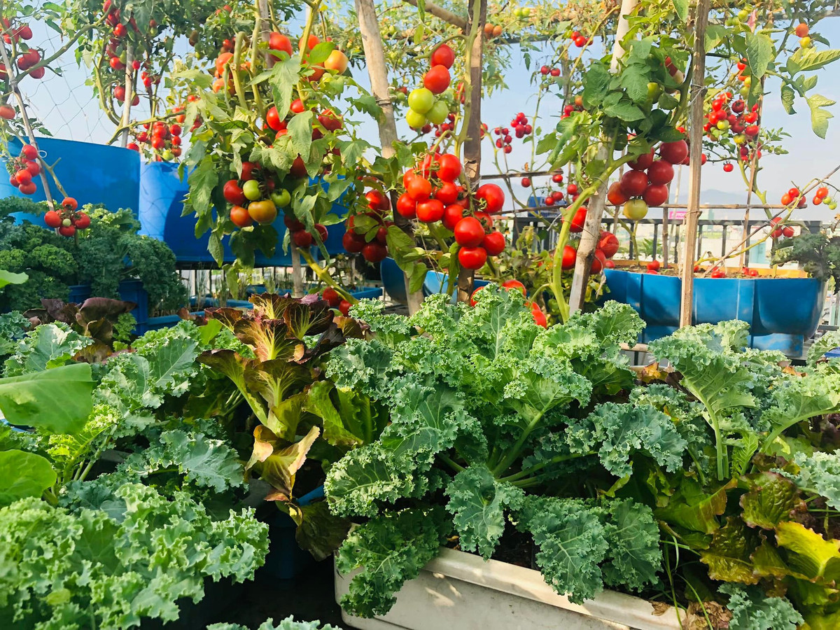 Khu vườn trên sân thượng của chị Loan rộng 100m2, chồng chị đã thiết kế lại và đây là nơi để chị trồng rau và các loại cây ăn quả theo phương pháp hữu cơ, phục vụ nhu cầu ăn uống của gia đình.