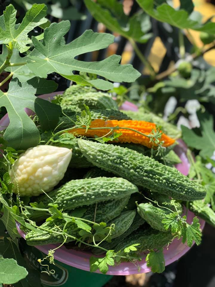 Thứ duy nhất khiến chị Loan cảm thấy “tốn” nhất để có khu vườn sắc màu này không phải là kinh phí mà chính là thời gian, công sức chăm sóc.