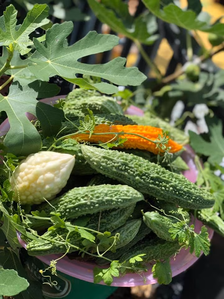 Thứ duy nhất khiến chị Loan cảm thấy “tốn” nhất để có khu vườn sắc màu này không phải là kinh phí mà chính là thời gian, công sức chăm sóc.