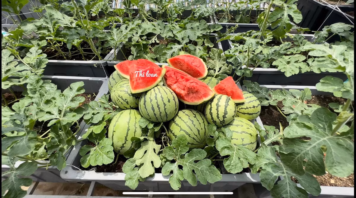 Chiêm ngưỡng những hình ảnh rau, củ, quả đủ màu sắc ở khu vườn nhỏ nhà chị Loan ai cũng thèm thuồng, hiếm ai nghĩ trên sân thượng lại có thể trồng được nhiều loại rau, củ quả tươi tốt như vậy.