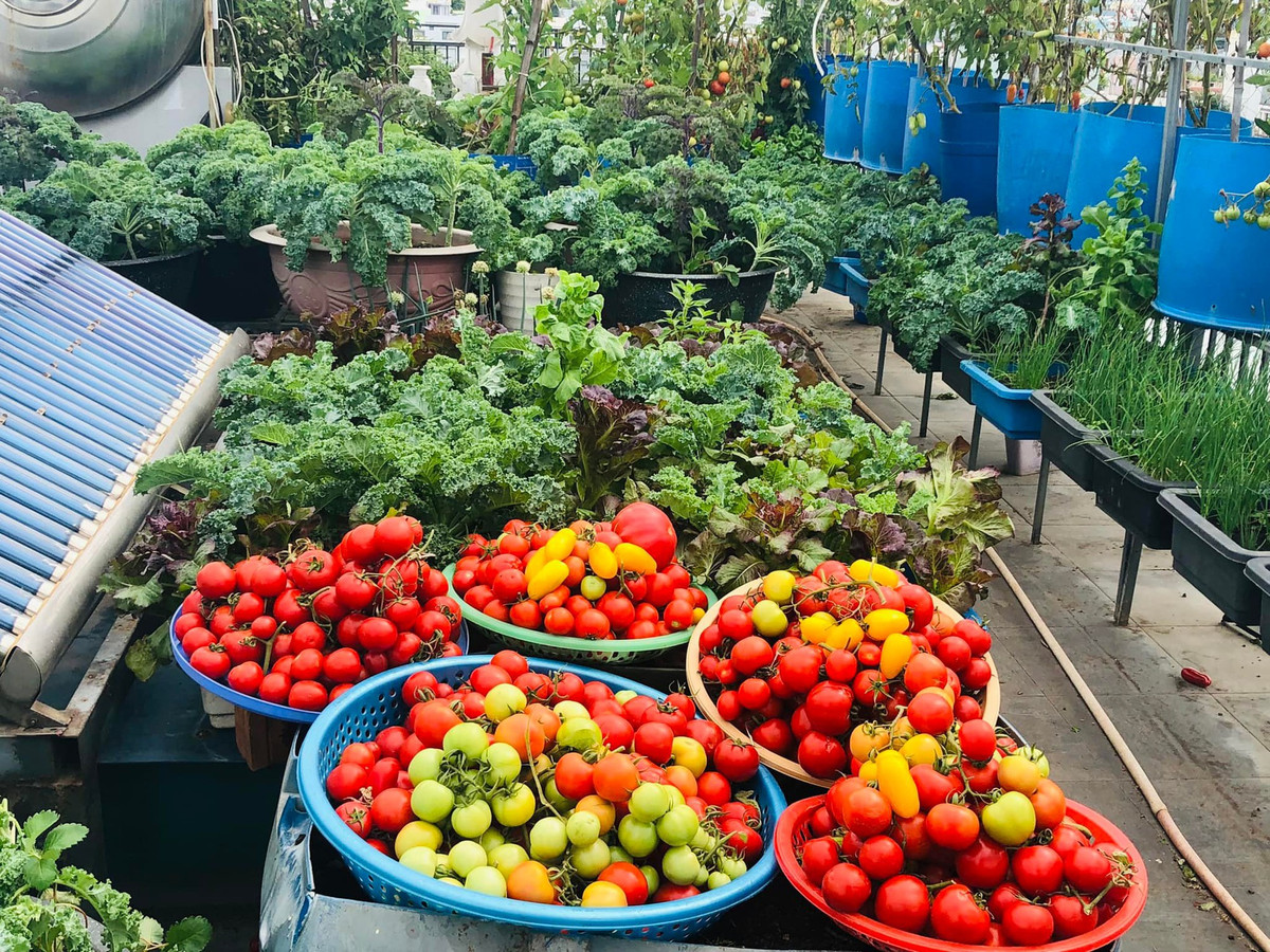 Các lớp không gian được tận dụng tối đa, hợp lý nên mỗi cây có không gian phát triển, đón nhận đủ ánh sáng đủ để quang hợp và phát triển nhanh. Từ đó thoải mái trồng các loại rau, trái, từ cây leo giàn đến cây ưa nắng hay ưa bóng mát,…