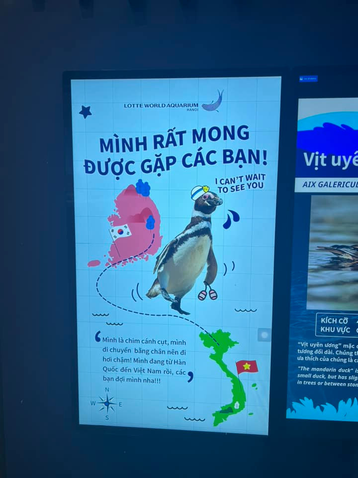 Chim cánh cụt là loài mà hầu hết du khách mong muốn được thấy, nhưng đến hiện tại chúng vẫn chưa có mặt ở thủy cung Lotte World Hà Nội. Ảnh: Vu Viet Anh