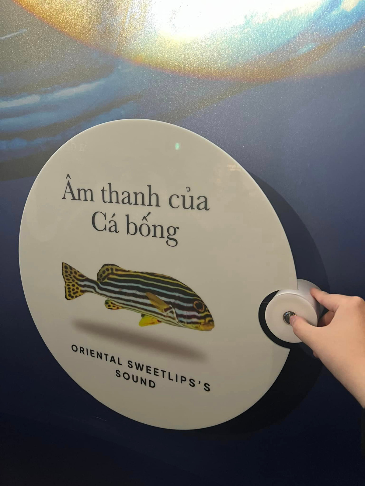 Trong hành trình trải nghiệm thủy cung du khách còn được nghe âm thanh của đại dương, âm thanh của các loài cá tuy vậy vẫn chưa thực sự làm khách tham quan hài lòng. Ảnh: Vu Viet Anh