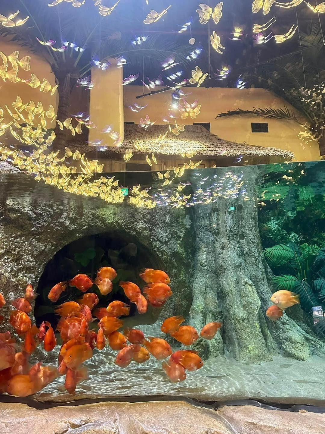 Thuỷ cung Lotte World thu hút rất nhiều người đến check in, háo hức được chiêm ngưỡng và trải nghiệm. Tuy nhiên không ít người tỏ ra khá hụt hẫng thậm chí là có chút chưa hài lòng. Ảnh: Chuyện của Hà Nội