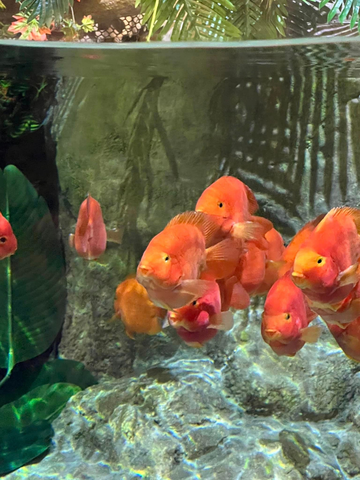 Một trong những điểm khiến nhiều bạn trẻ đến check in thủy cung Lotte World Hà Nội thất vọng là nơi đây hiện tại quá ít cá, hầu hết là cá bé và không có loài nào quá nổi bật. Ảnh: Vu Viet Anh