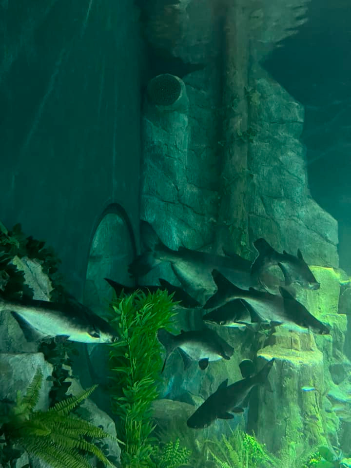 Dù diện tích lên đến 9.000m2 là vậy nhưng theo nhiều du khách đánh giá thủy cung mới đi một chút là đã hết các điểm để tham quan. Ảnh: Vu Viet Anh