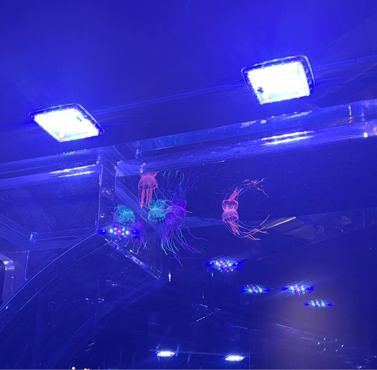 Một số loài vật như sứa thì được làm bằng nhựa, khác hoàn toàn với tưởng tượng của nhiều người mặc dù nhìn chúng khá đẹp mắt. Ảnh: Vu Viet Anh