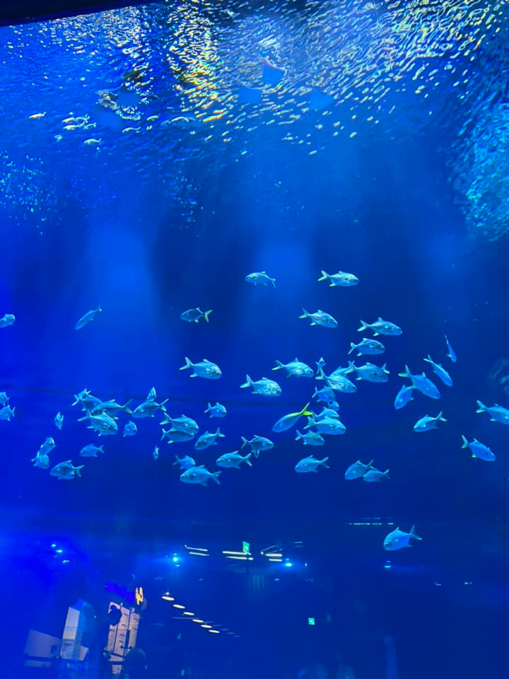 Có thể do thuỷ cung vừa mới đi vào hoạt động vẫn còn một vài loài đang trên đường vận chuyển như chim cánh cụt, sư tử biển…Ảnh: Vu Viet Anh